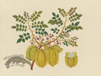 Far East Fruit and Flowers 32